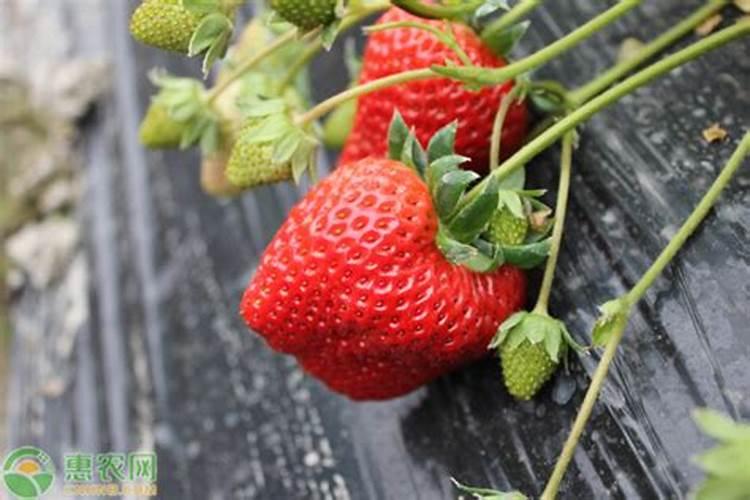 草莓施肥用什么肥料 草莓施肥使用的肥料介绍