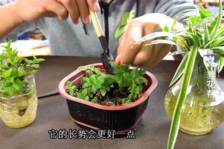 扦插的玻璃翠己三个月了为什么还不发新芽？