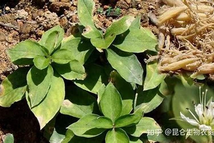 太子参施什么肥
