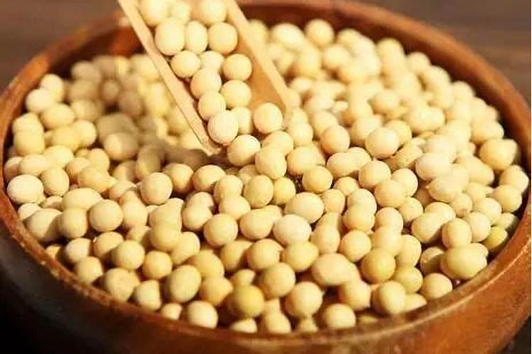 熟黄豆可以做肥料吗