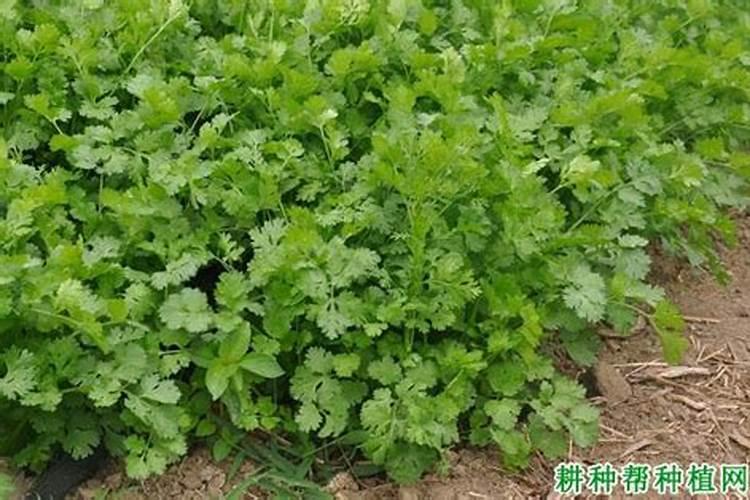 提高香菜的产量是农民关心问题,怎么提高香菜的产量？