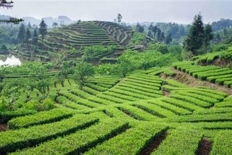 茶叶专用肥效果怎么样,如何施用