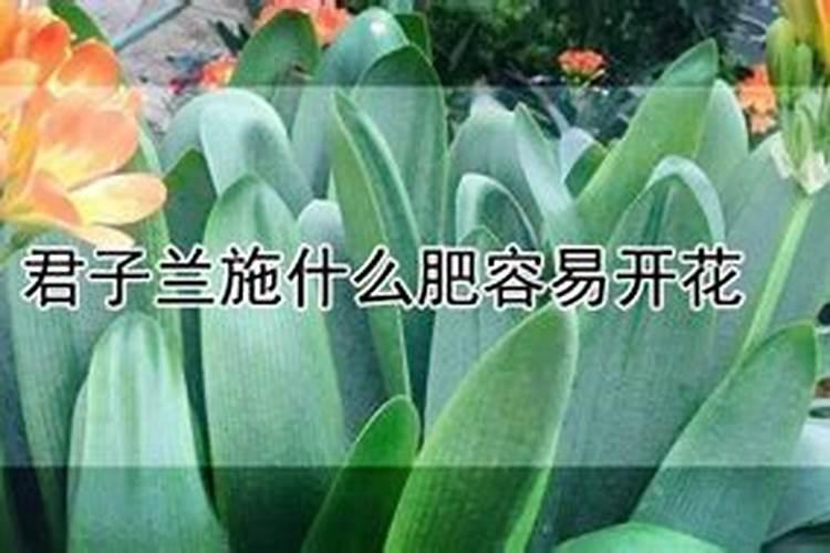 君子兰施什么肥容易开花 君子兰的施肥要求