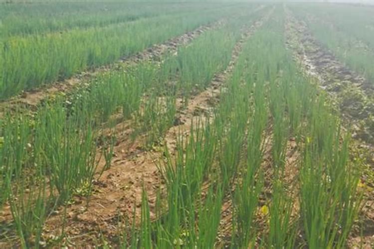种植大蒜、韭菜和大葱时,有哪些肥料不能施？