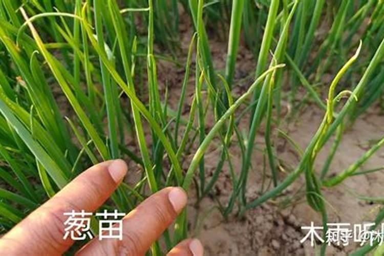栽葱用什么肥料最好