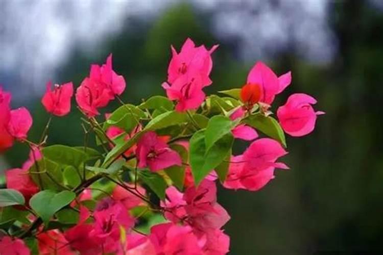 茉莉花最忌讳三种肥料