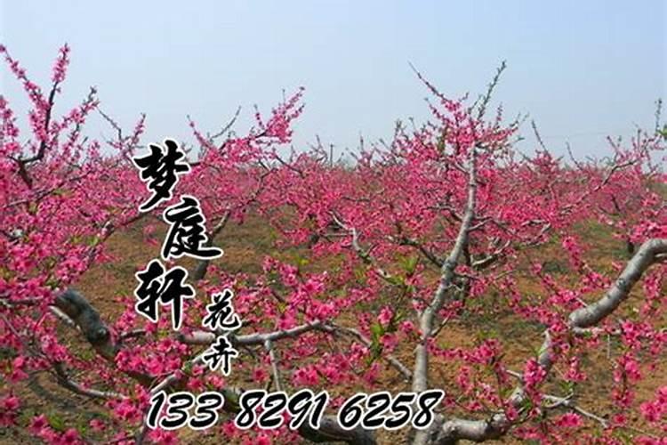 桃树补硼七月份可以吗？