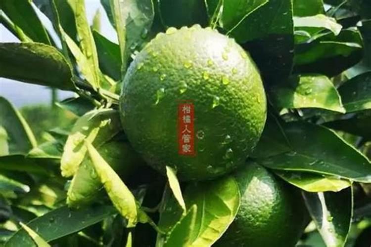 柑橘着色期用硫酸钾跟硫酸钾镁哪个好