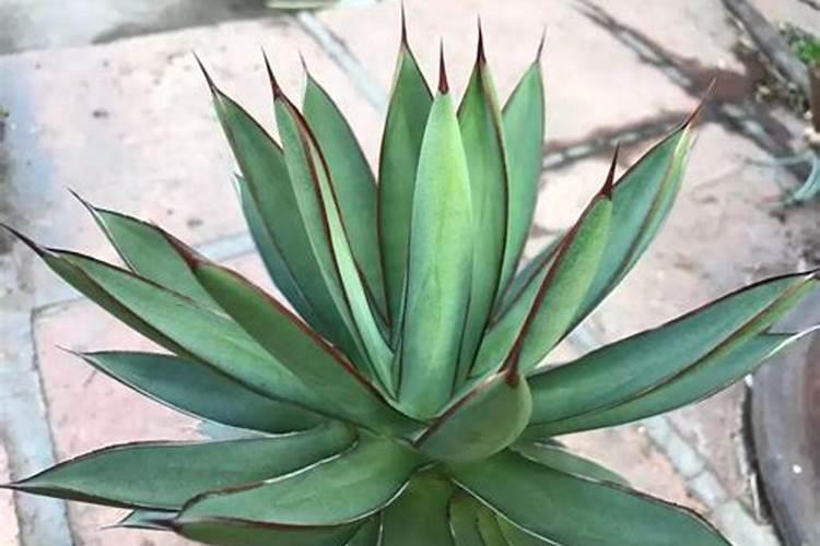 金边龙舌兰的养殖方法和注意事项