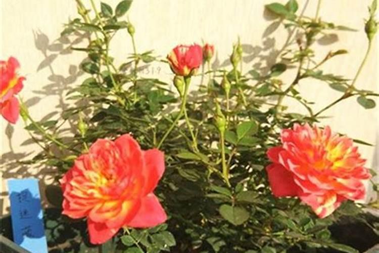 月季花只长叶不开花施什么肥
