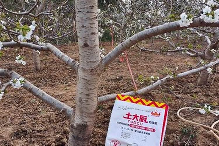 樱桃结果后用什么肥料合适？