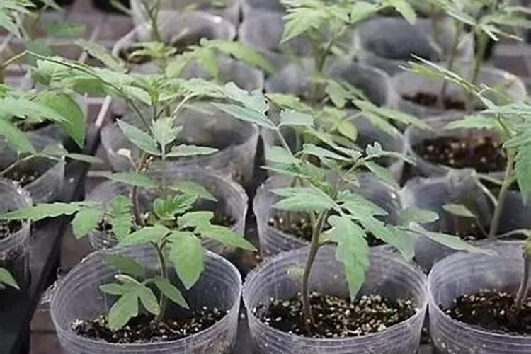 橡皮树施什么肥最好