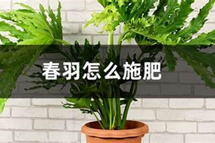 春羽用什么肥好