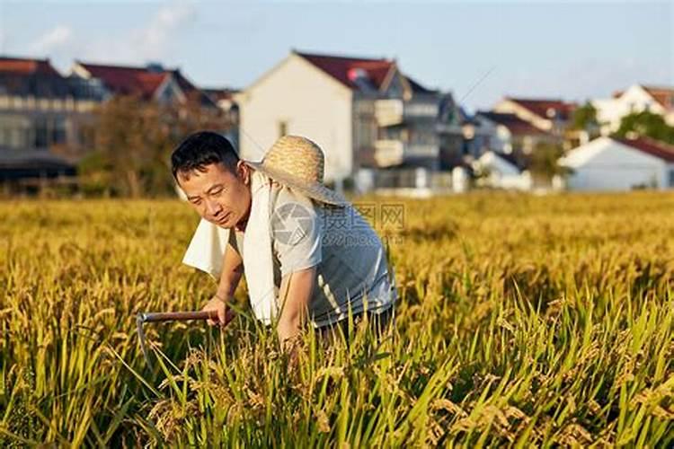 叶面肥什么时候打效果好