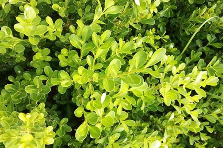 黄杨树盆栽怎样种植？