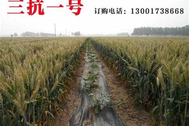 月季花使用氨基酸水溶肥可以和花多多一号混合吗,氨基酸水溶肥可