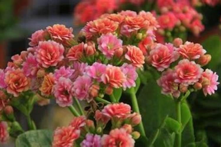 长寿花夏天怎么养施什么肥