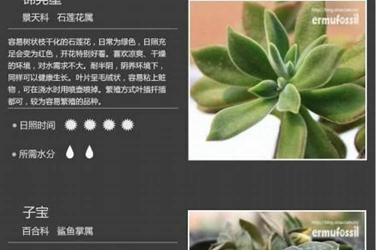 什么植物除甲醛比较好啊？