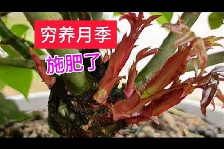 水溶肥能代替复合肥吗