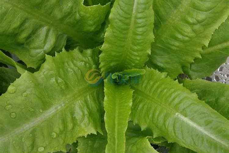 油麦菜施肥最佳时间,油麦菜的施肥时间和方法分享