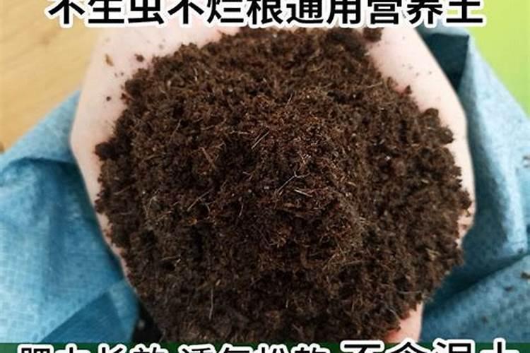 毛兔怎样长毛快
