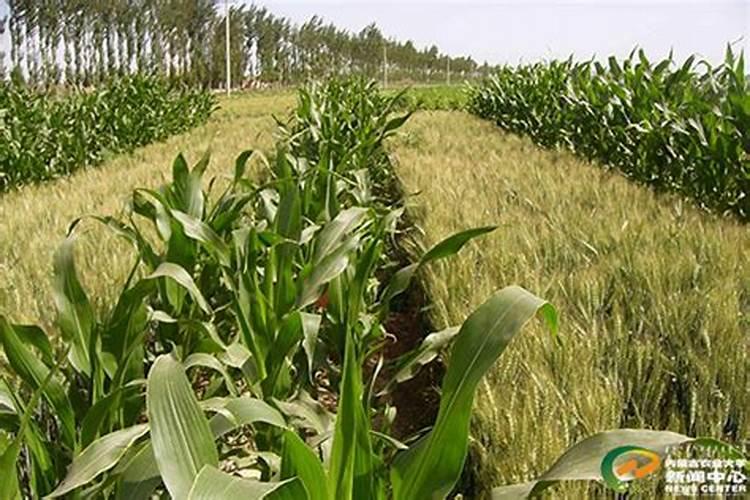 杭州黄豆种植时间