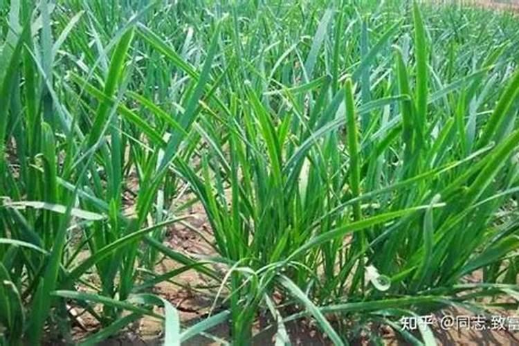 韭菜施肥技术要点 韭菜施肥方法