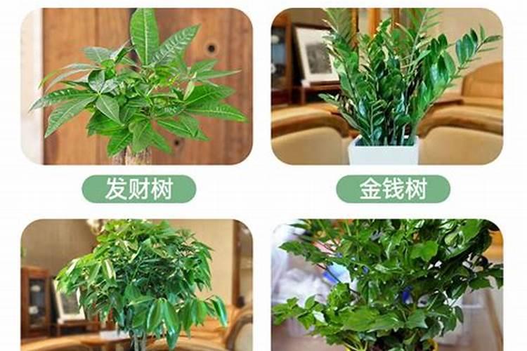平安树叶子发黄怎么处理怎么补救