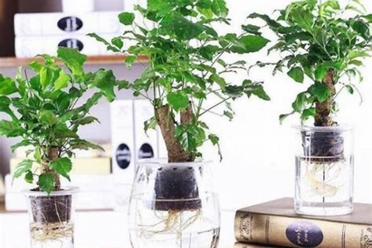 幸福树用什么肥