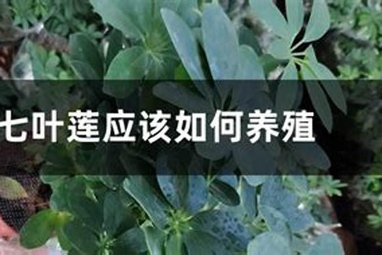 七叶莲应该如何养殖