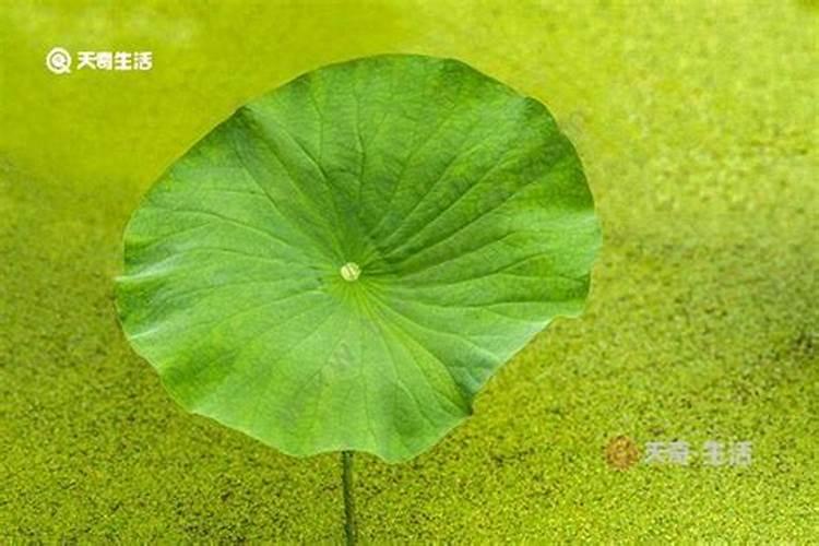 莲藕施什么肥？