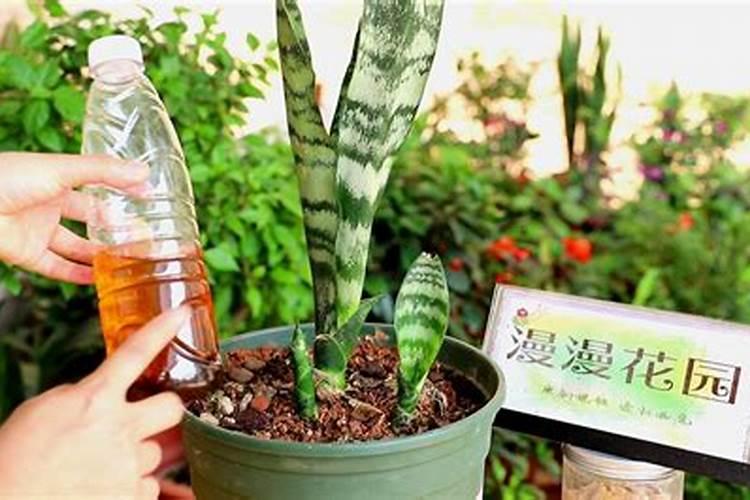 虎皮兰怎么施肥