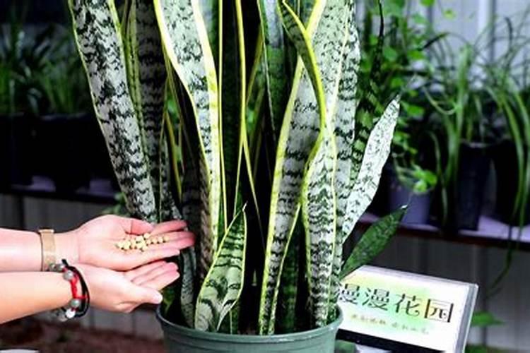 虎皮兰需要施肥吗