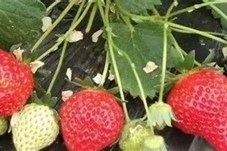 花椒幼树怎样施肥