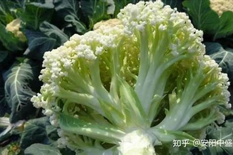 菜花什么时间施肥好？