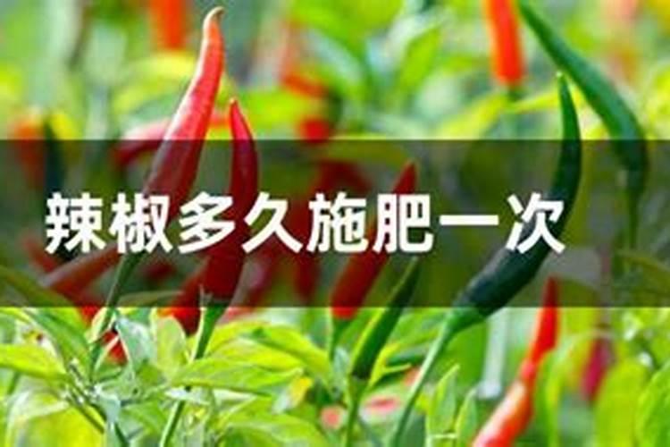 辣椒果树怎么施肥 辣椒果树施肥方法和时间