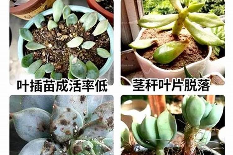 多肉用营养液还是肥料