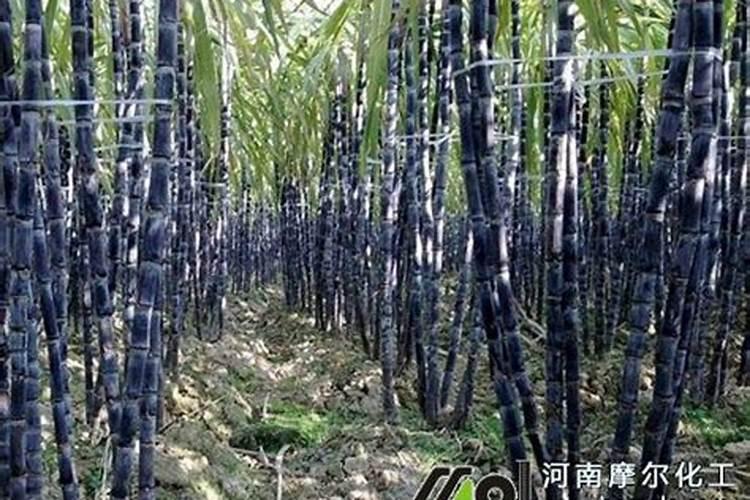 甘蔗施什么肥料最甜 什么时候施肥合适