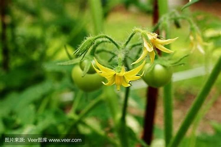 西红柿花期的水肥管理