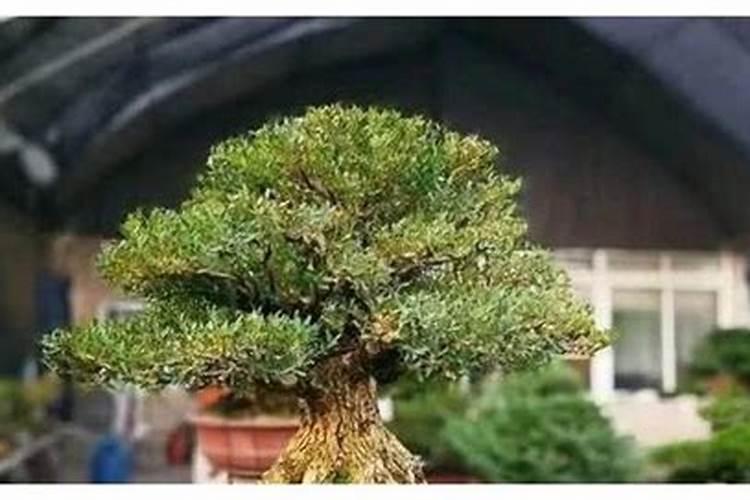 黄杨的生长需要什么肥料