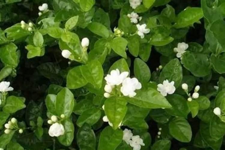 茉莉花最忌讳三种肥料