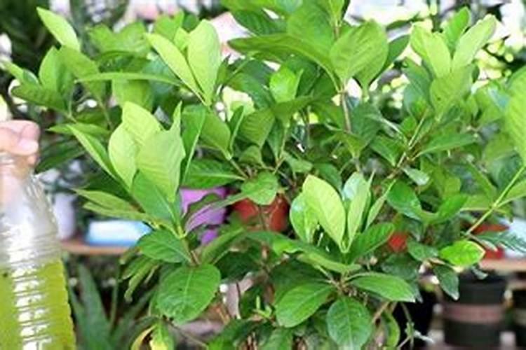 尿素可以用来给栀子花施肥吗