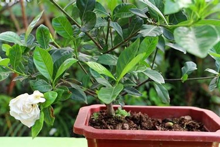 尿素可以用来给栀子花施肥吗