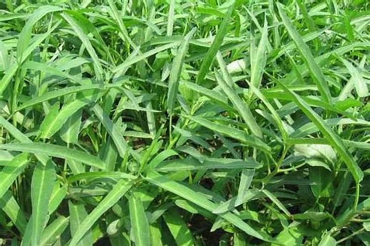 种菜用什么肥料最好
