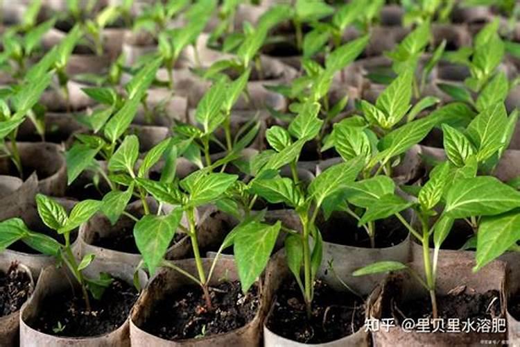 辣椒幼苗用什么肥长的快