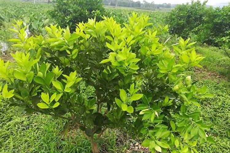 芸苔素与磷酸二氢钾与尿素可一起使用吗？