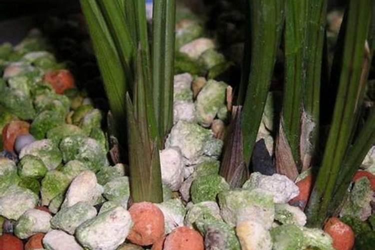 兰花怎样施肥才能花多芽多观赏价值高