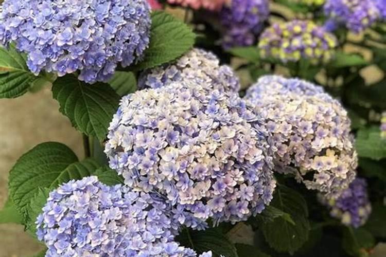 怎样使绣球花变颜色？