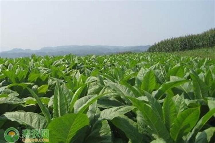 烟草种植需要什么肥料