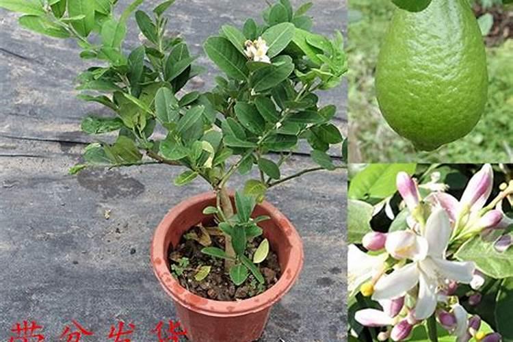 番茄育苗应该如何做呢？都要注意什么呢？